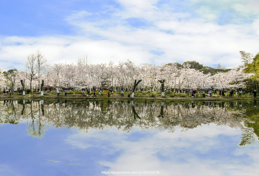 世纪公园樱花岛,浪漫樱花,悄然绽放