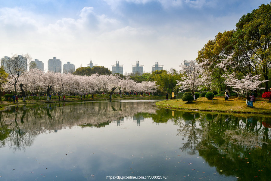 世纪公园樱花岛,浪漫樱花,悄然绽放