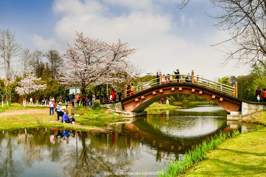 世紀公園櫻花島浪漫櫻花悄然綻放