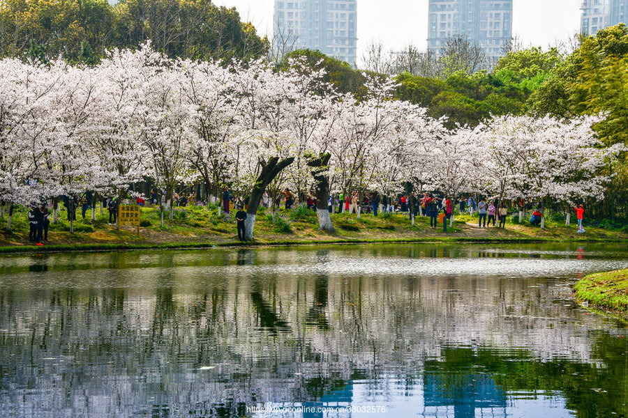 世纪公园樱花岛,浪漫樱花,悄然绽放