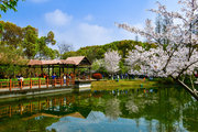 世纪公园樱花岛，浪漫樱花，悄然绽放