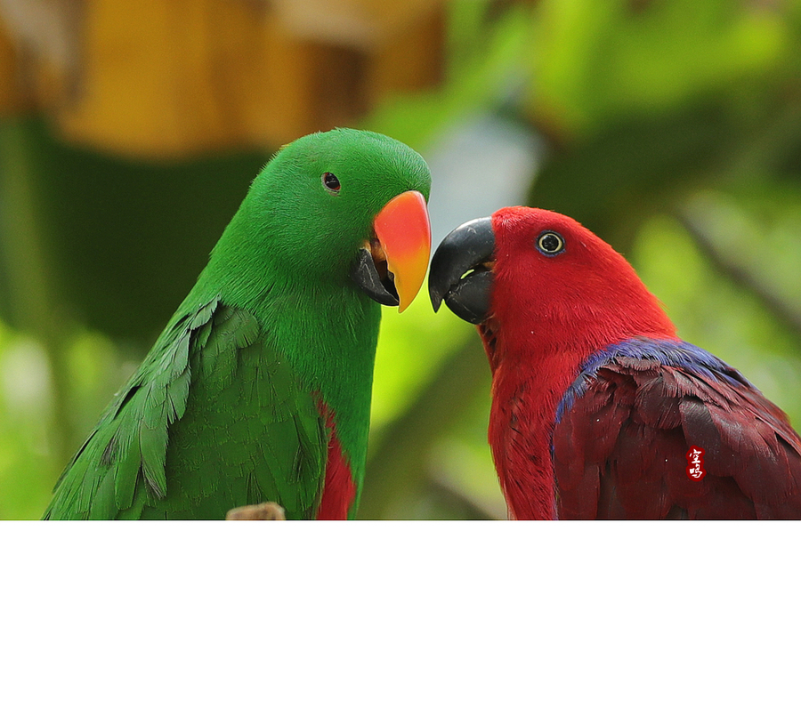 红喉绿吸蜜鹦鹉图片