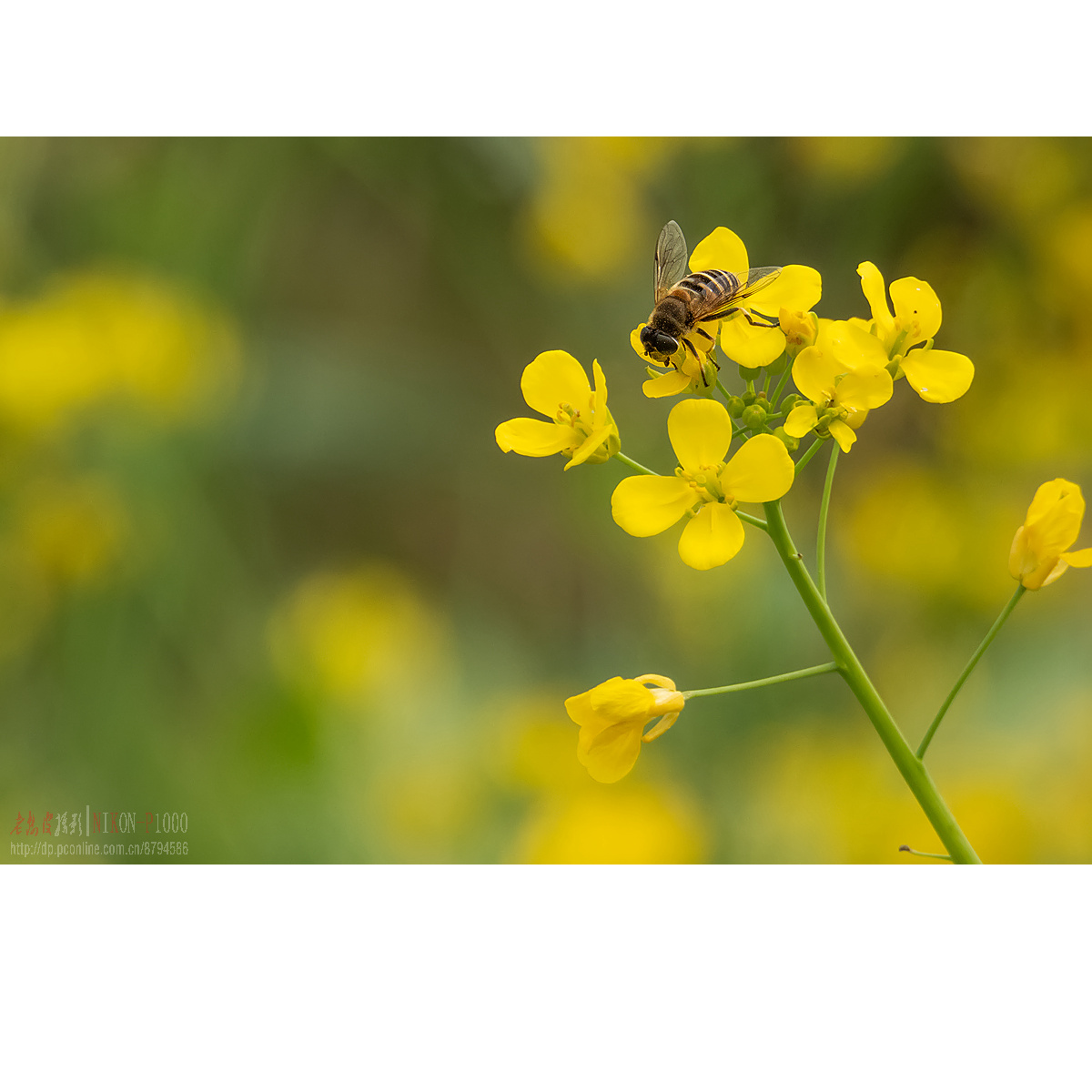 菜花蜜蜂