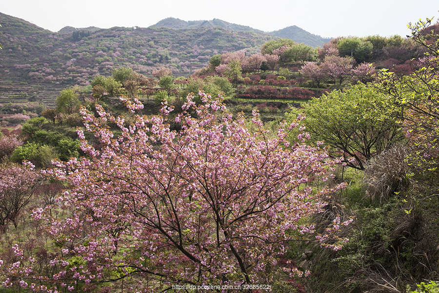 明山嶂樱花图片
