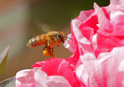 蜜蜂恋花！