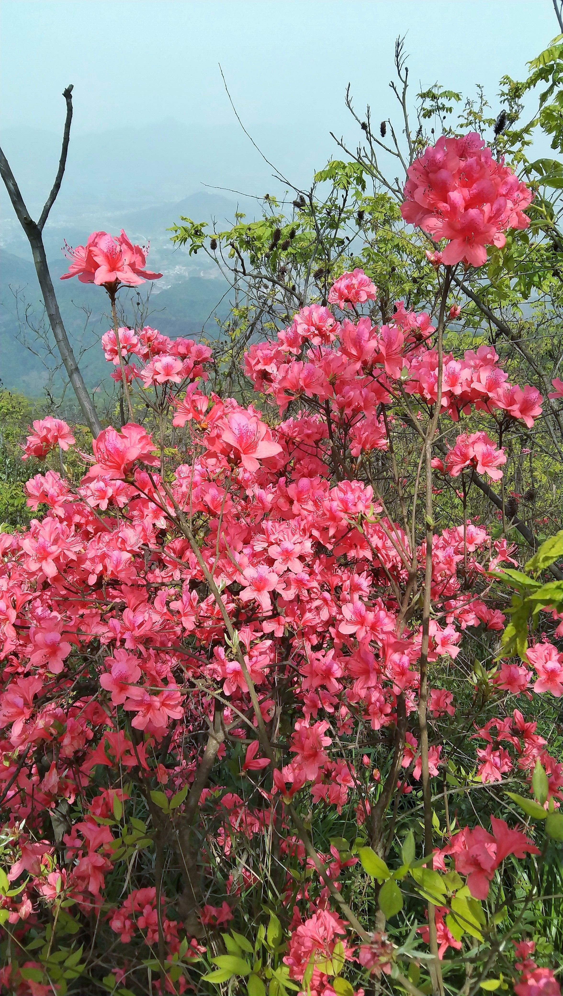 杜鹃花映山红遍