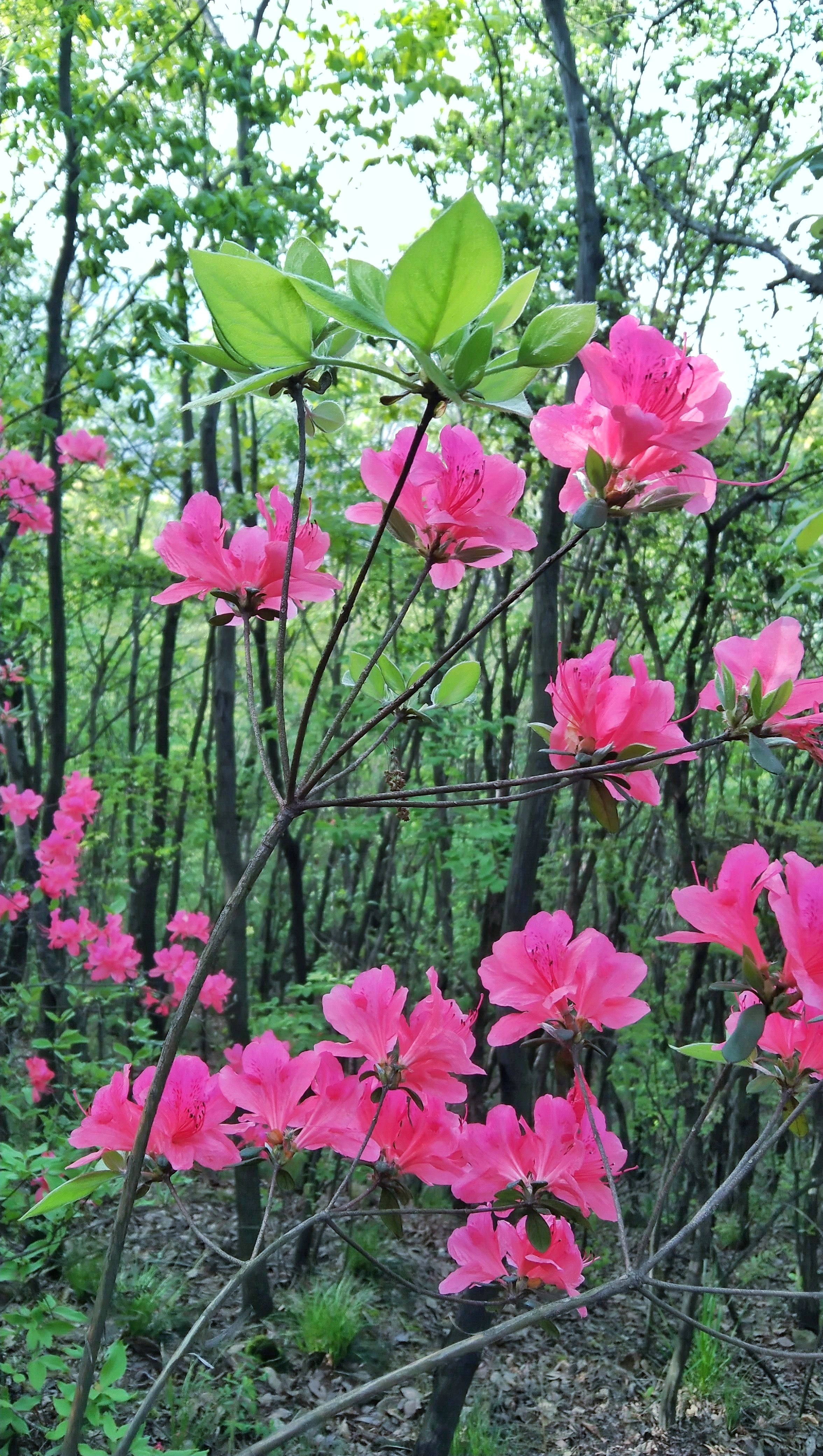 杜鹃花映山红遍