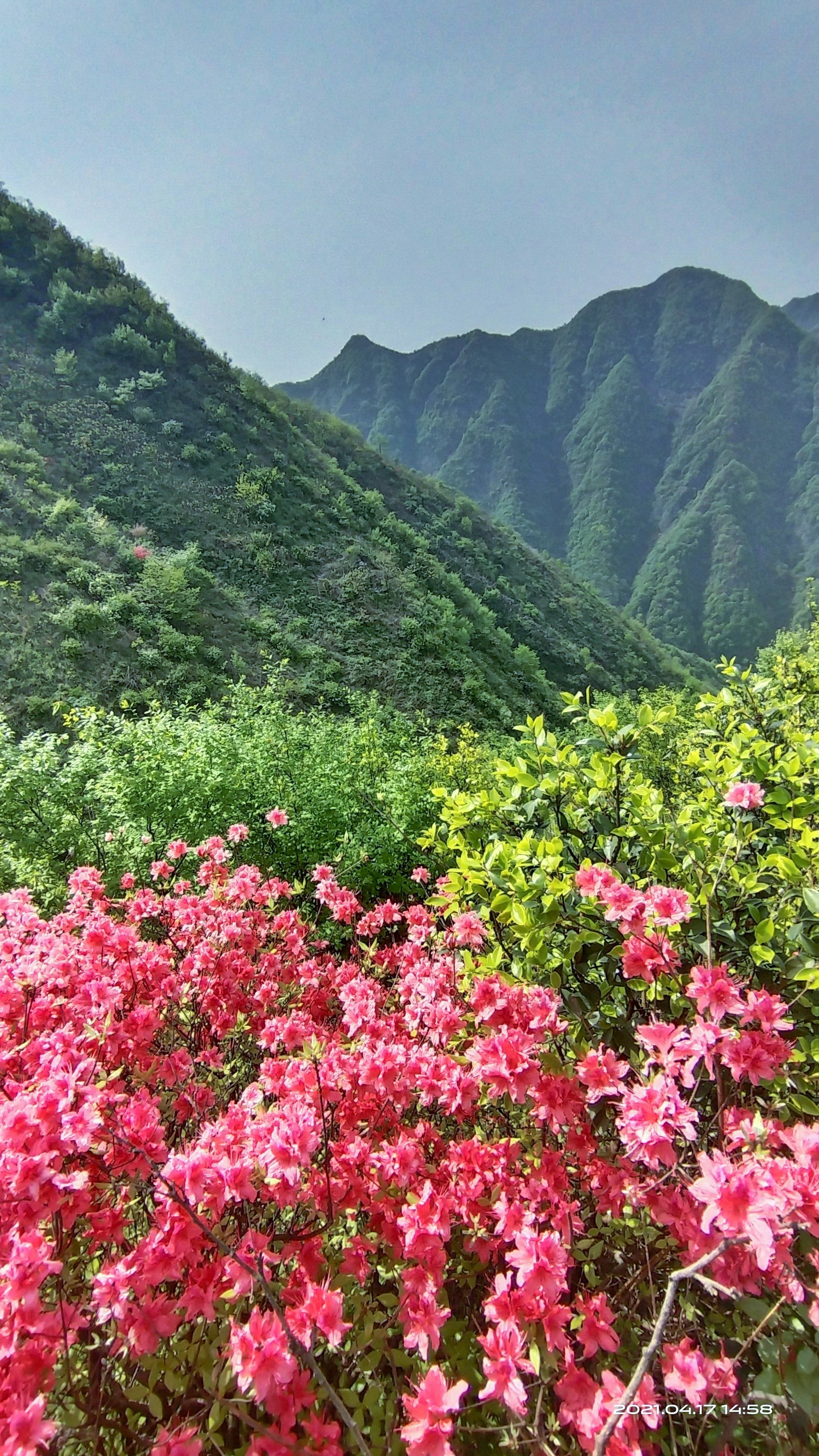 杜鹃花映山红遍