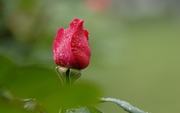 雨后拍月季