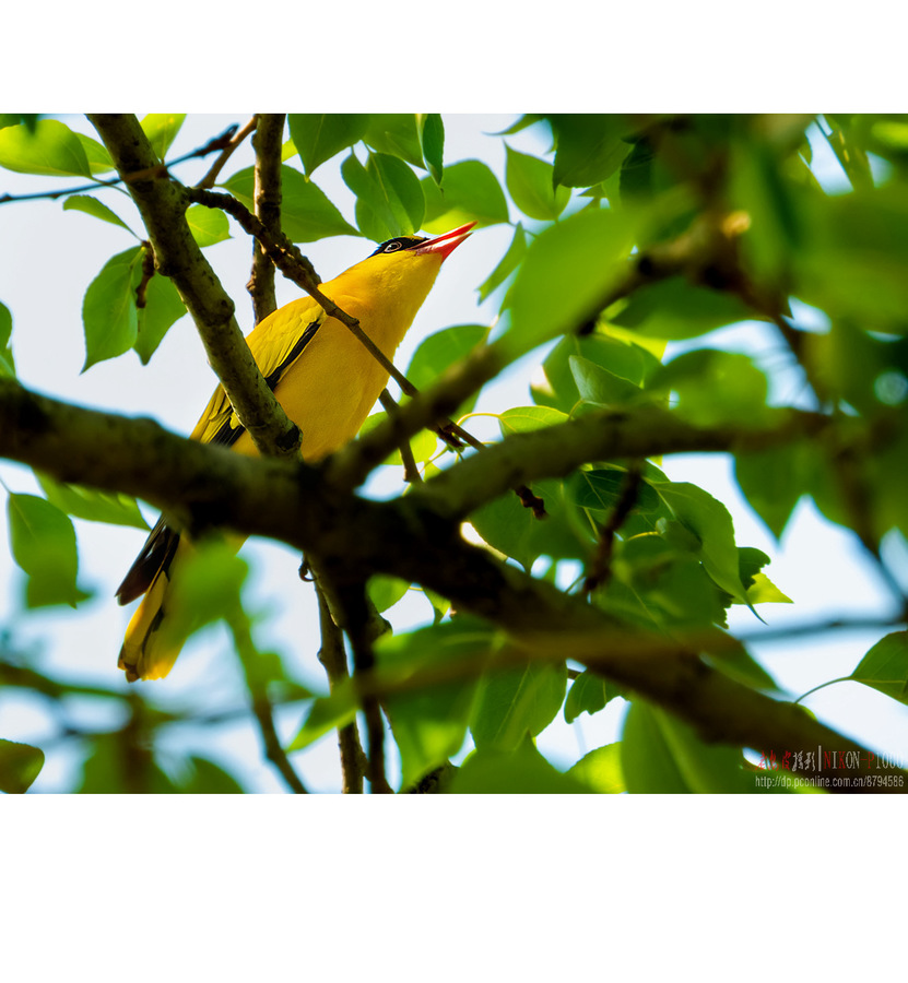 黄鹂鸟图片真实图片