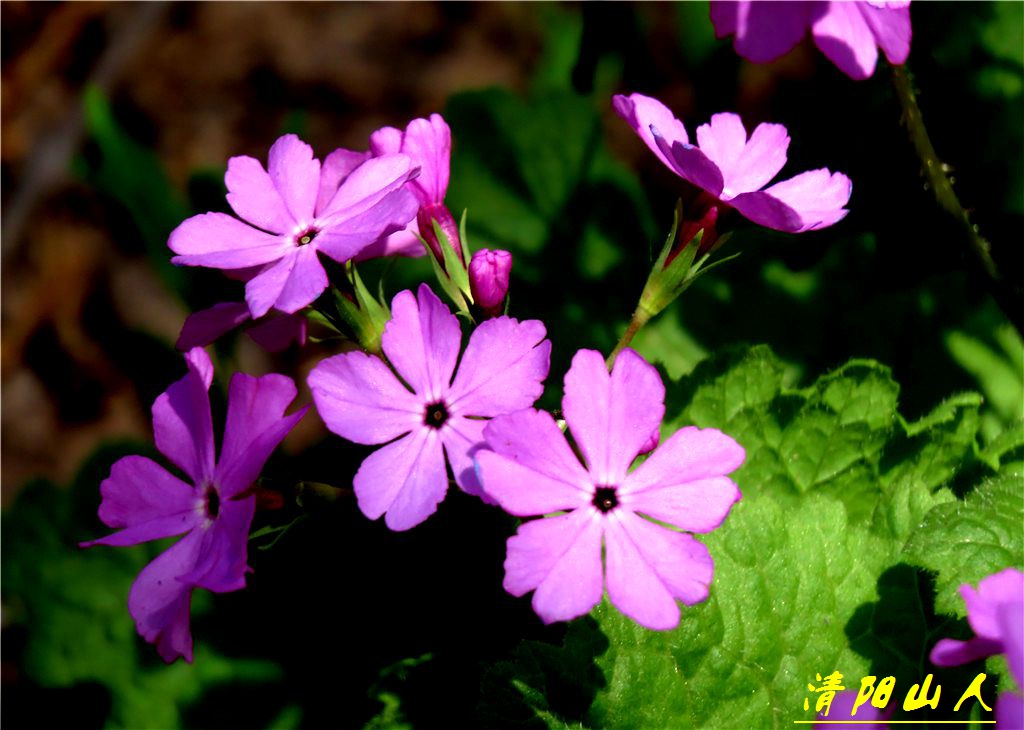 寶清縣花卉【櫻草花】清陽山人