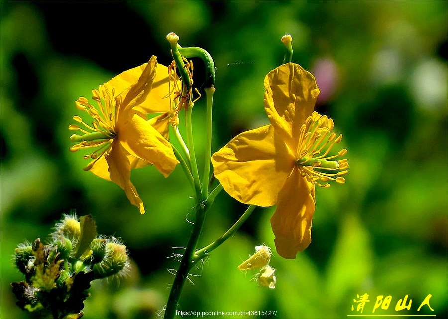 宝清县花卉白屈菜清阳山人