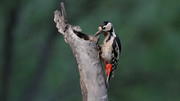 觅食——大斑啄木鸟