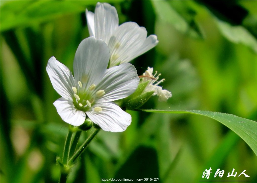 家鄉拍攝花卉【毛蕊卷耳花】查看大圖曝光:easy shooting光圈:f6.