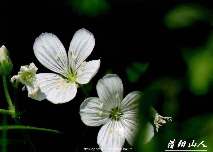 powershot sx70 hs家鄉拍攝花卉【毛蕊卷耳花】【寶清縣花卉【毛蕊卷