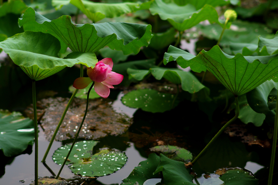 雨後荷花