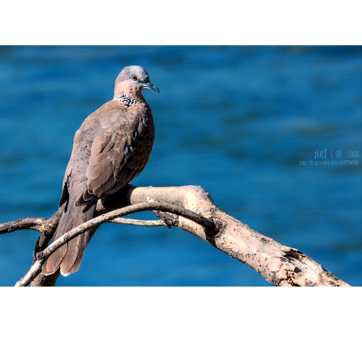 斑鸠 喜鹊 灰椋鸟