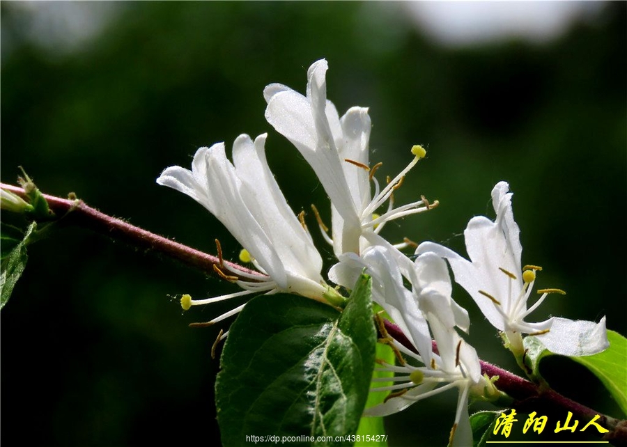 家鄉拍攝花卉【金銀忍冬花】查看大圖曝光:easy shooting光圈:f5.