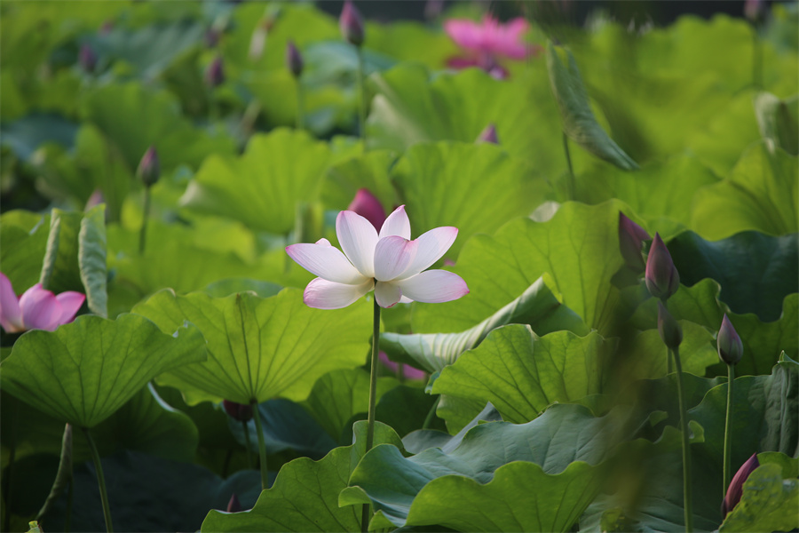 6月的荷花洛陽精彩綻放