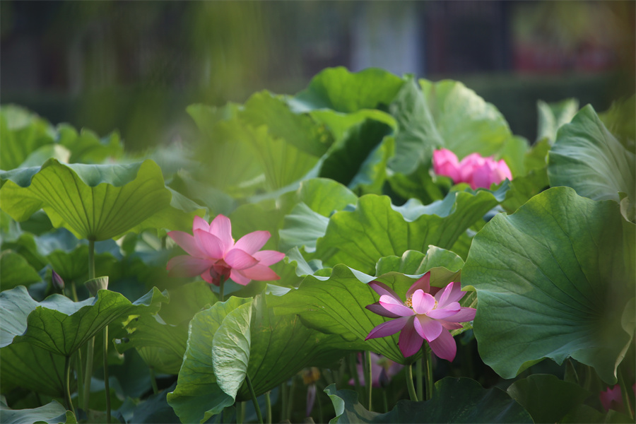 6月的荷花洛陽精彩綻放