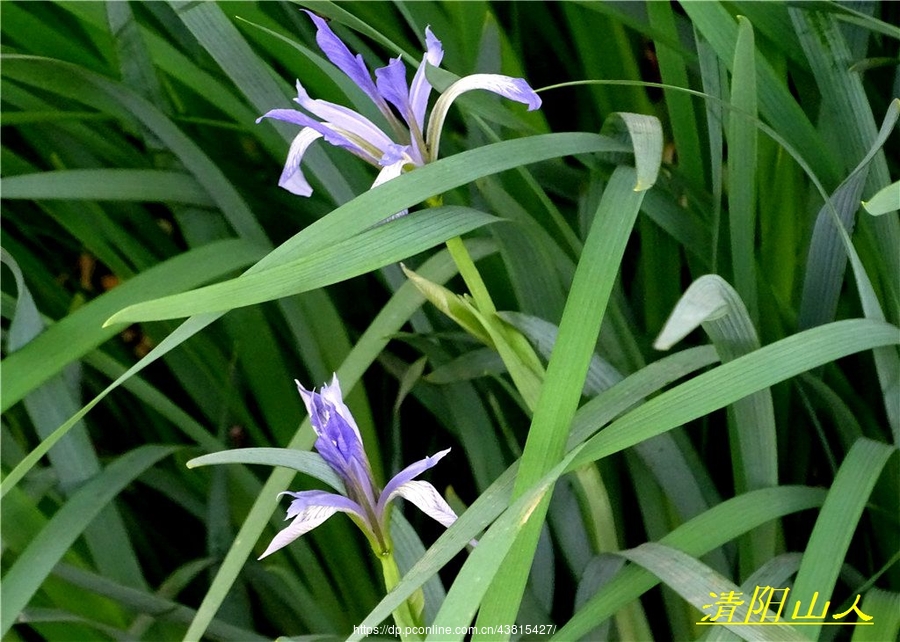 宝清县花卉【白花马兰】清阳山人