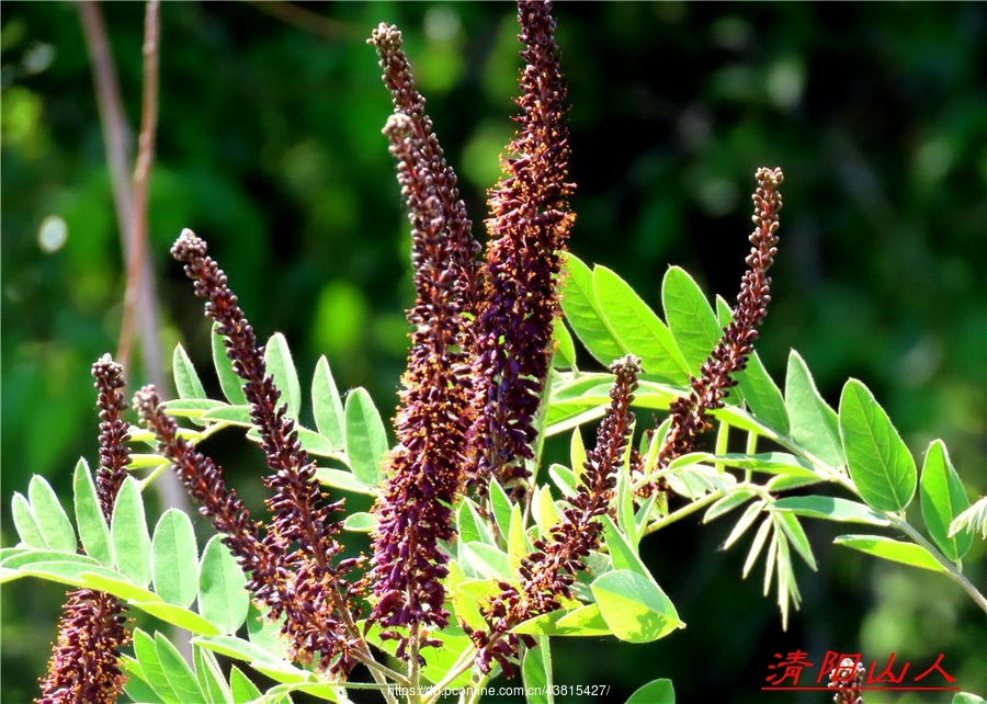 宝清县花卉【紫穗槐】清阳山人