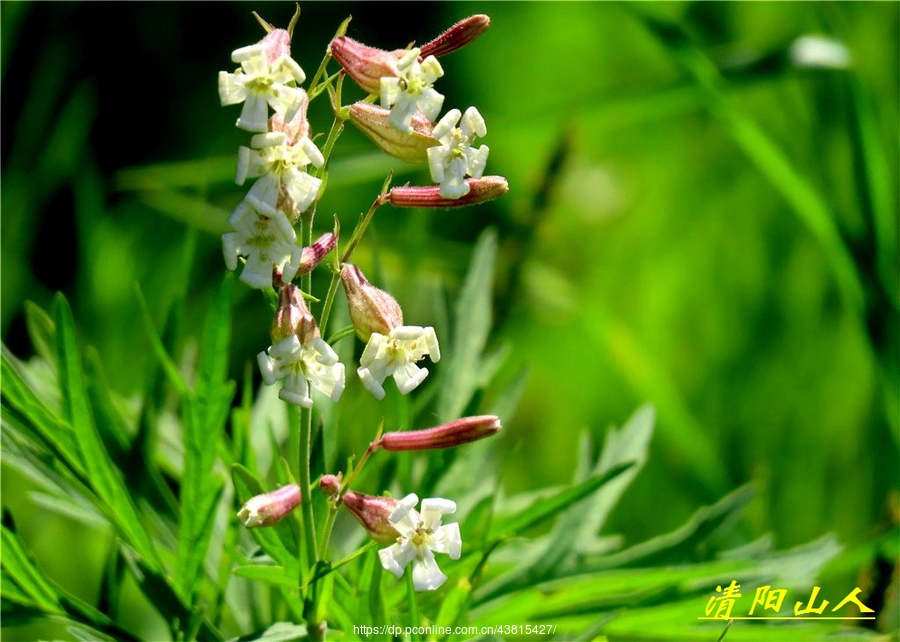 宝清县花卉【蔓茎蝇子草】清阳山(共 17 p)