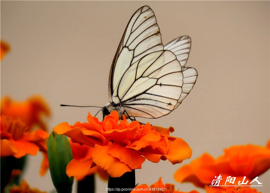 马丁绢粉蝶图片
