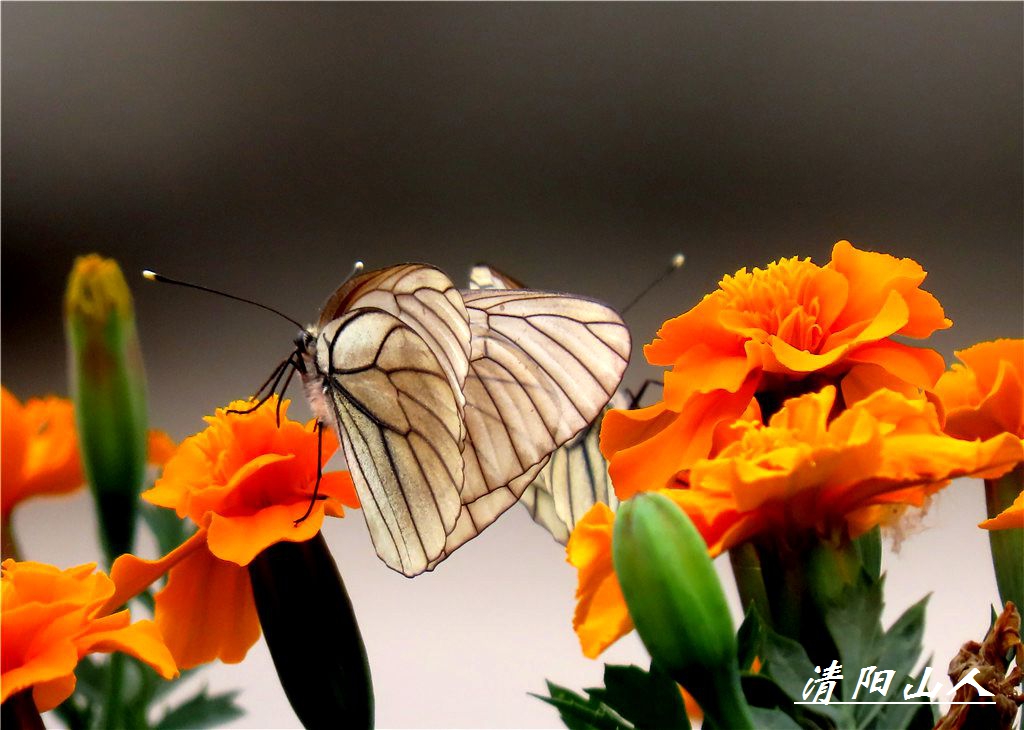 马丁绢粉蝶图片