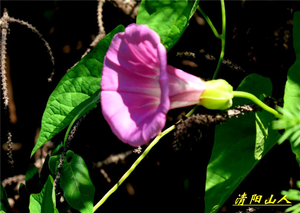 宝清县花卉【鼓子花】清阳山人