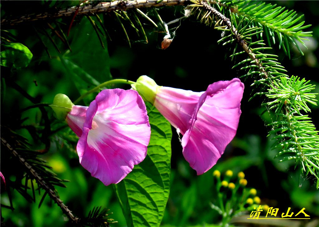 宝清县花卉【鼓子花】清阳山人