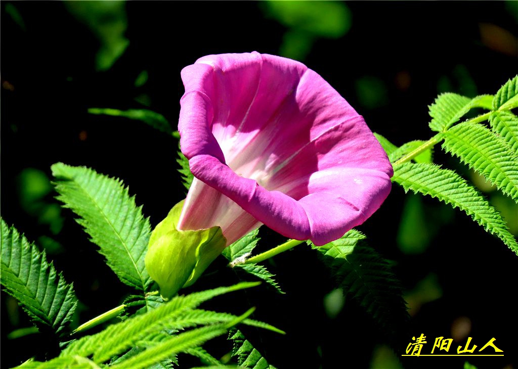 宝清县花卉【鼓子花】清阳山人