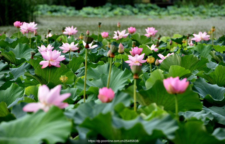 仲夏荷花映滿塘