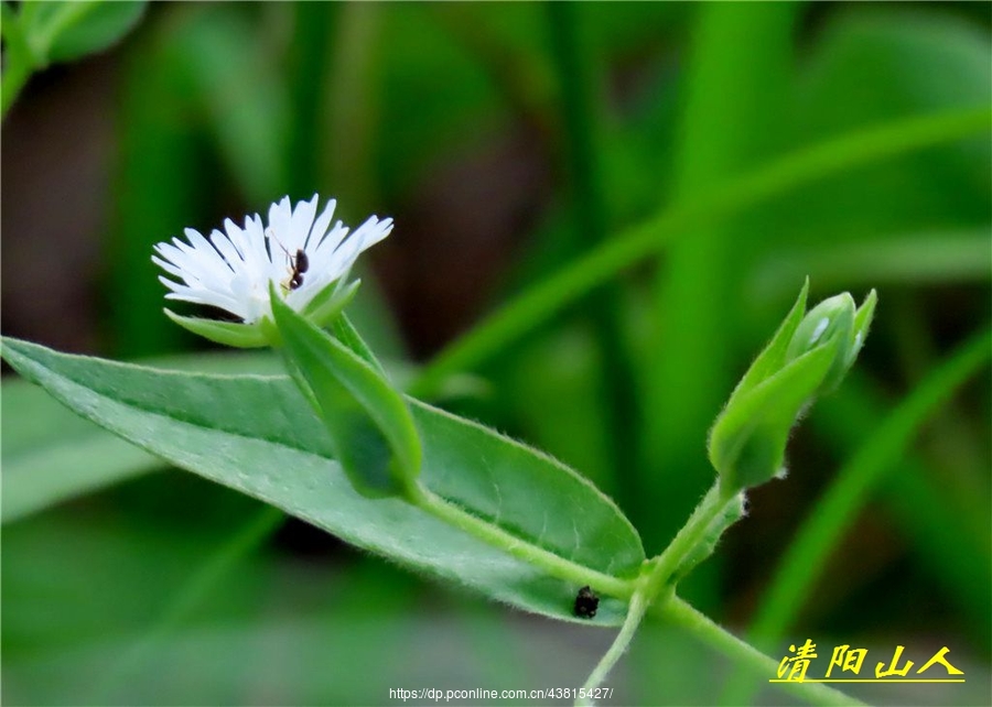 宝清县风景【繸瓣繁缕】清阳山人