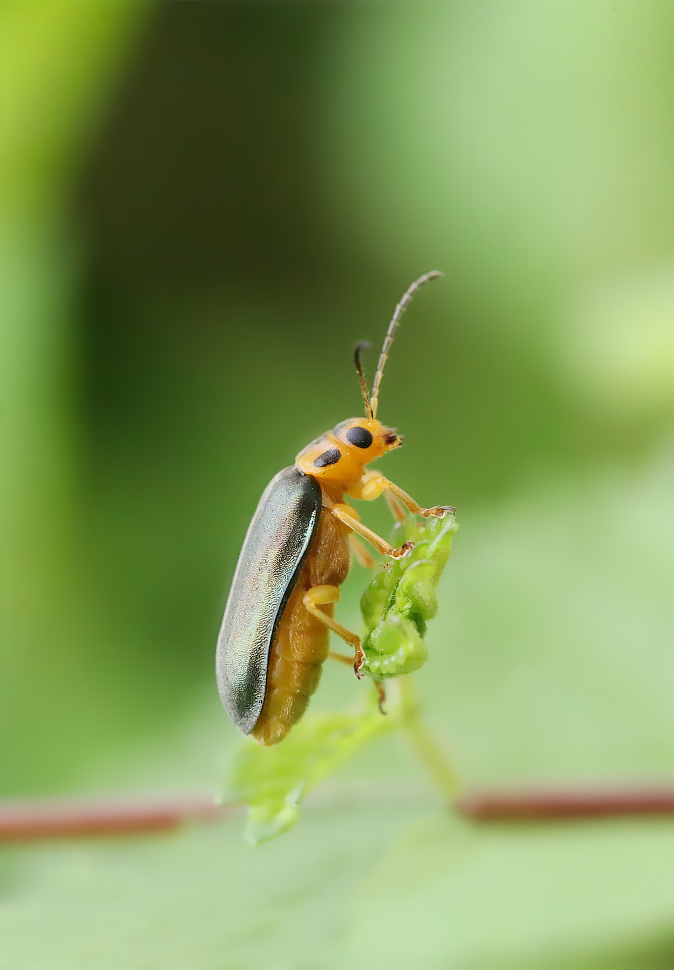 萤火虫女性幼虫种类nyctophila Reichii 图库摄影 - 图片: 30644452