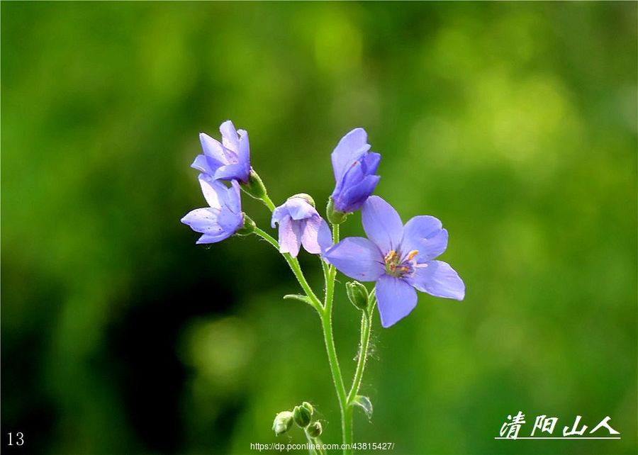ط羰л1ɽ