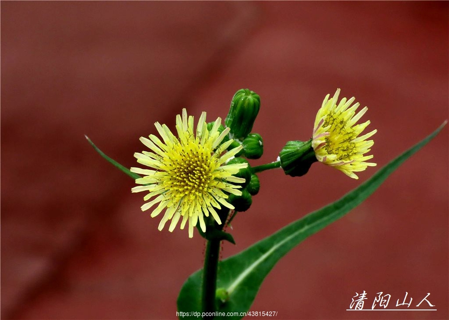 寶清縣風景苦苣菜花清陽山人