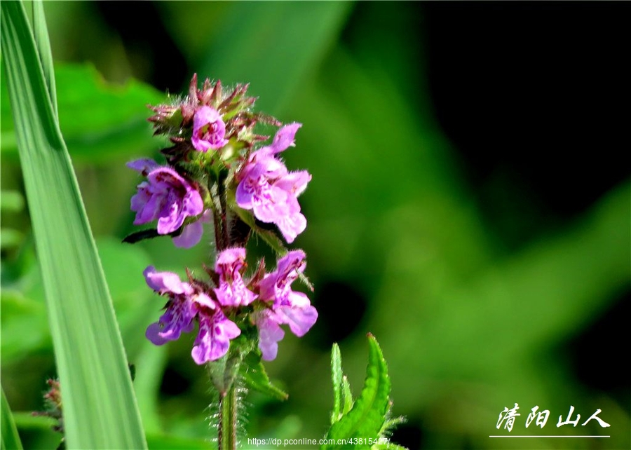 宝清县风景毛水苏清阳山人