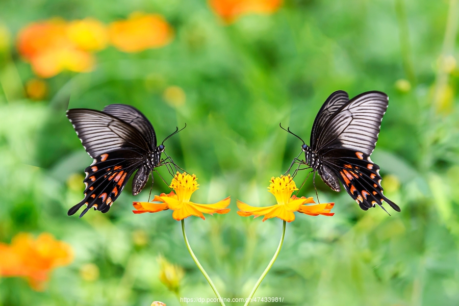 各种蝴蝶双双飞的图片图片
