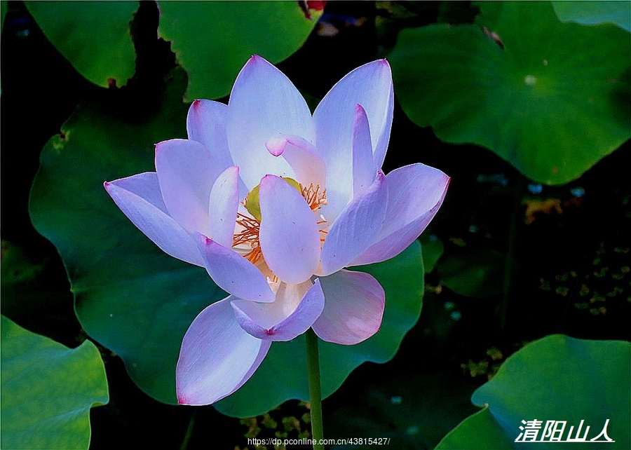 拍摄花卉 荷花  宝清县风景 花海公园莲花 1 清阳山人  第 13