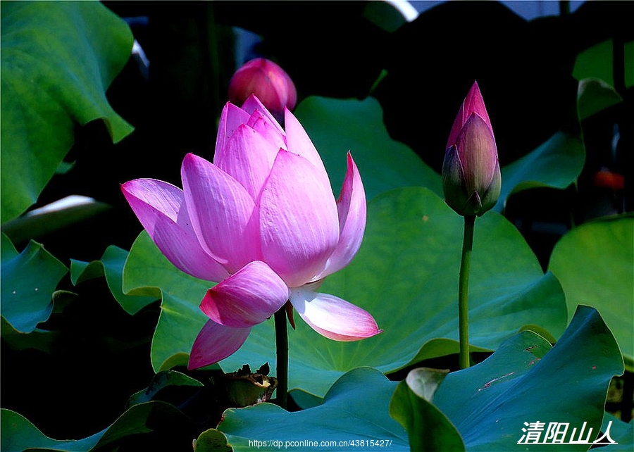 寶清縣風景【花海公園蓮花 1】清陽山人