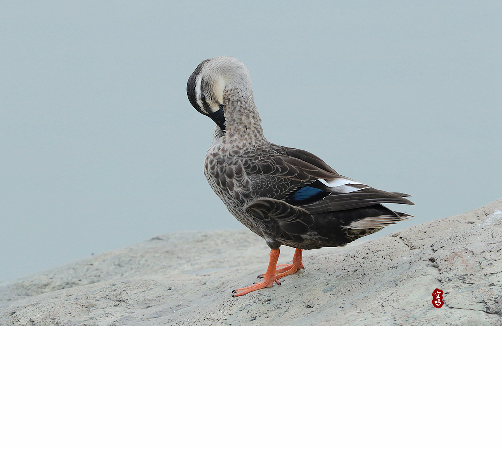 北美斑鸭图片