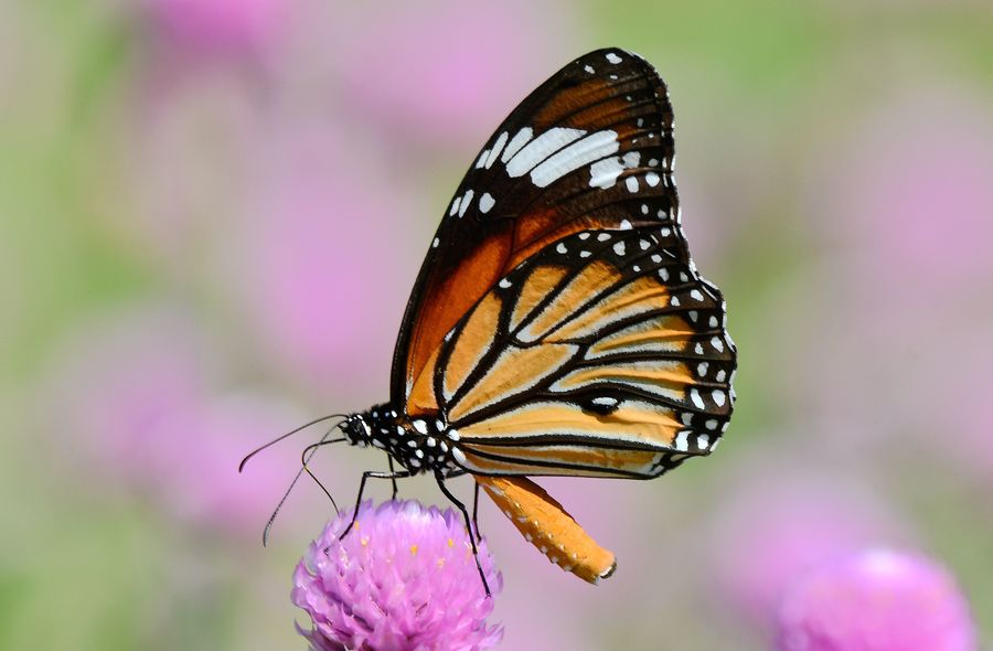 虎斑蝶。