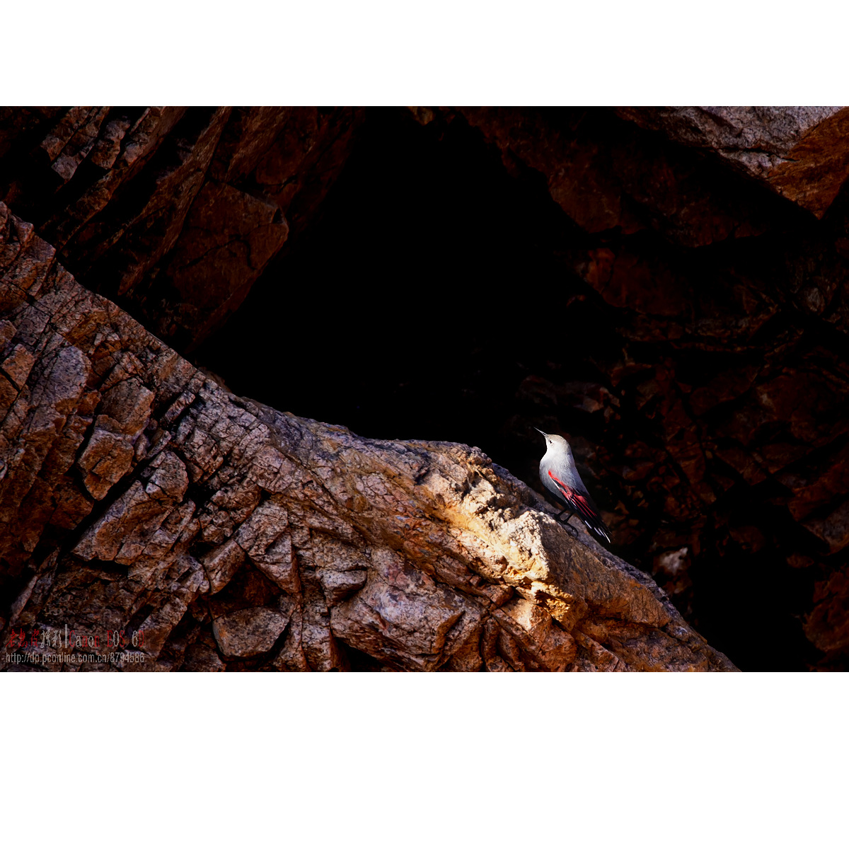 光影鸟片——旋壁雀