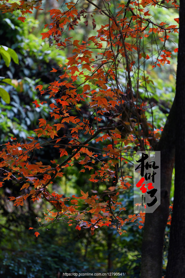 石门国家森林公园红叶