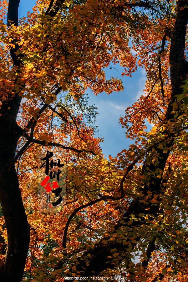 石门国家森林公园红叶图片