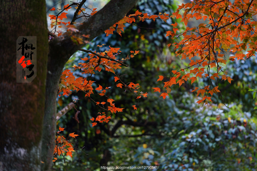 石门国家森林公园红叶