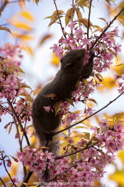 松鼠也爱花