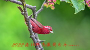 2022洛阳野鸟摄影月历（南部山区）
