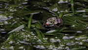 黑斑蛙